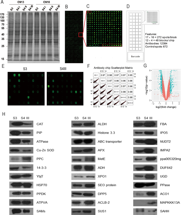 Application of an antibody chip for screening ...