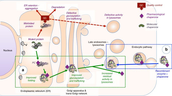 Structure of human lysosomal acid αglucosidasea guide