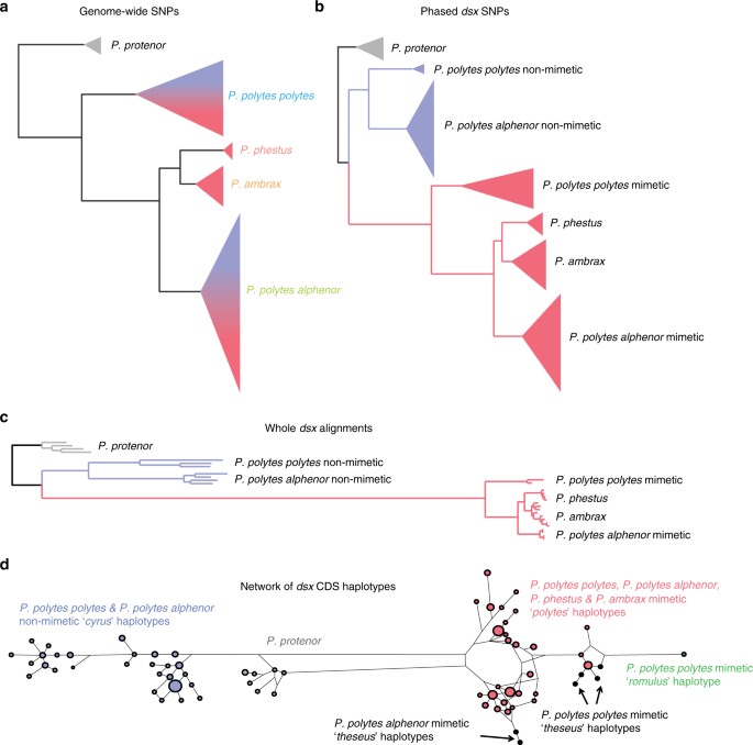 Tracing the origin and evolution of supergene mimicry in butterflies ...