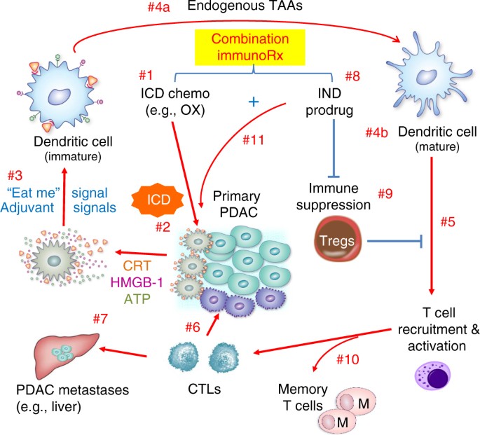 Immunotherapy in pancreatic cancer
