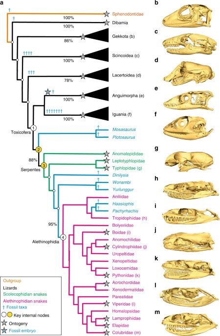 The ecological origins of snakes as revealed by skull ... diagram of a skull 