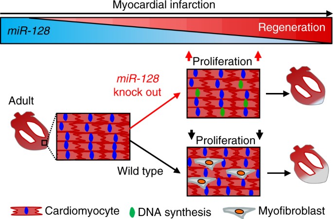 Loss of microRNA-128 promotes cardiomyocyte proliferation and heart ...
