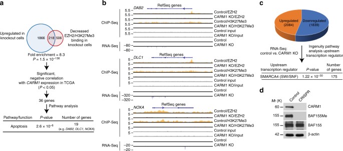 CARM1-expressing ovarian cancer depends on the histone ...