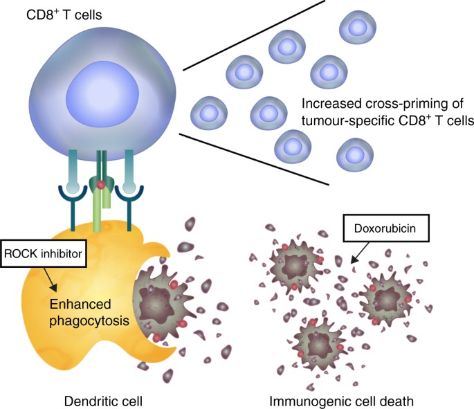 Combined Rhokinase inhibition and immunogenic cell death triggers and propagates immunity