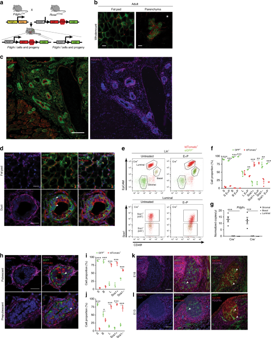 PDGFRα + stromal adipocyte progenitors transition into epithelial cells ...