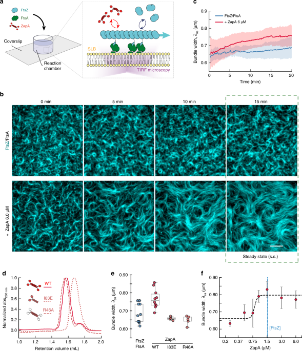 Cooperative ordering of treadmilling filaments in