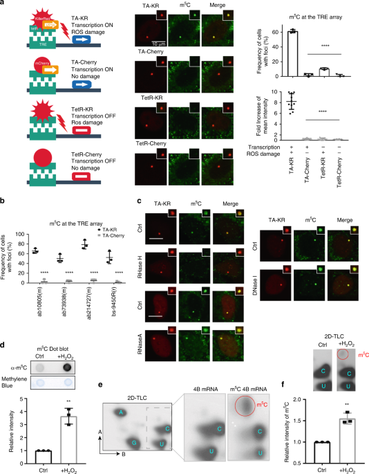 m 5 C modification of mRNA serves a DNA damage code to ...