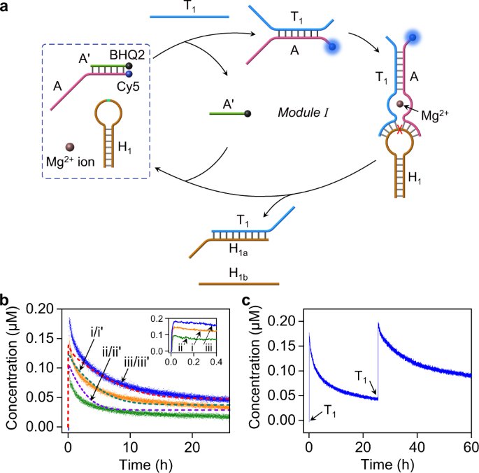 Cascaded dissipative DNAzyme-driven layered networks guide transient ...