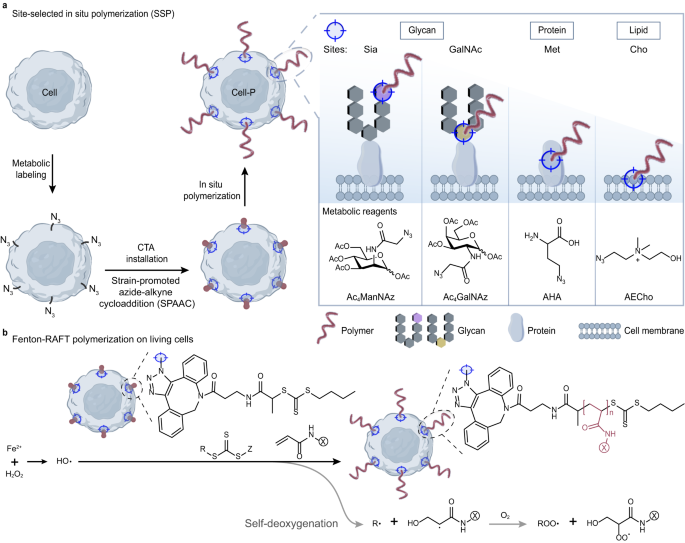 Site-selected in situ polymerization for living cell surface ...