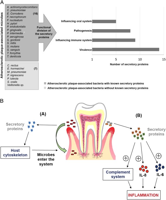 Linkages between oral commensal bacteria and atherosclerotic plaques in