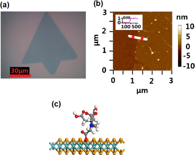 How to Teach Nature Journaling (Print and free PDF download) • John Muir Laws nature field journal pdf download