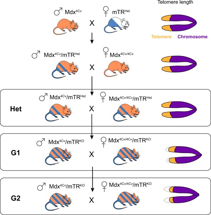 Humanizing The Mdx Mouse Model Of Dmd The Long And The Short Of It