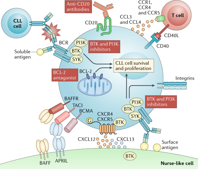 Evolution of CLL treatment — from chemoimmunotherapy to