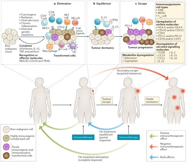 Cancer immunoediting and resistance to T cellbased