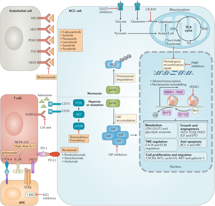 Towards individualized therapy for metastatic renal cell