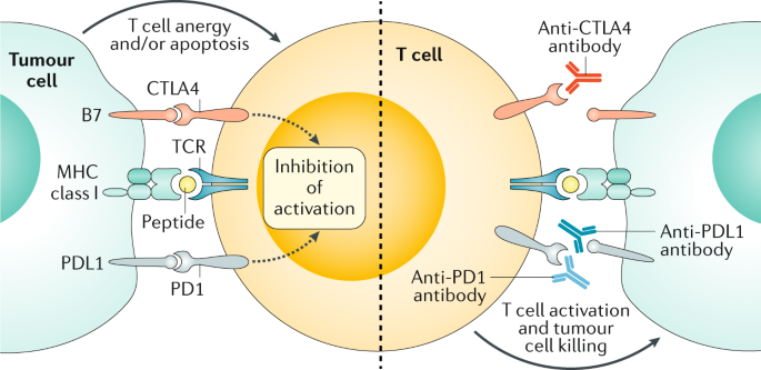 Flipboard Immunotherapy in colorectal cancer rationale