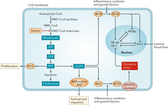 statins a viable candidate for host directed therapy statin mechanism of action
