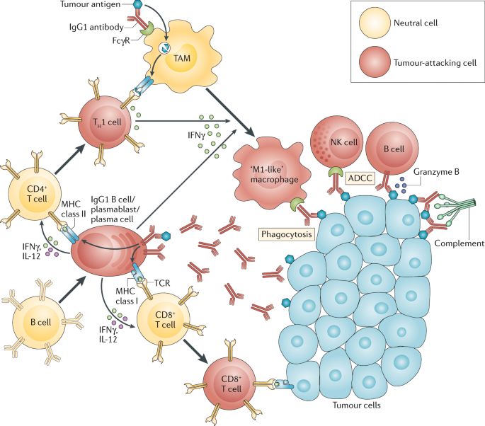 B cells, plasma cells and antibody repertoires in the