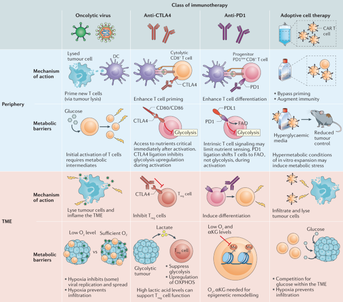 Metabolic barriers to cancer immunotherapy Nature