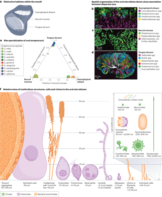 springer nature journals springer nature journals