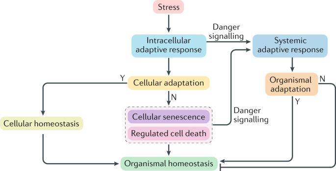 Cell Homeostasis Flashcards | Quizlet Cell Homeostasis Flashcards | Quizlet