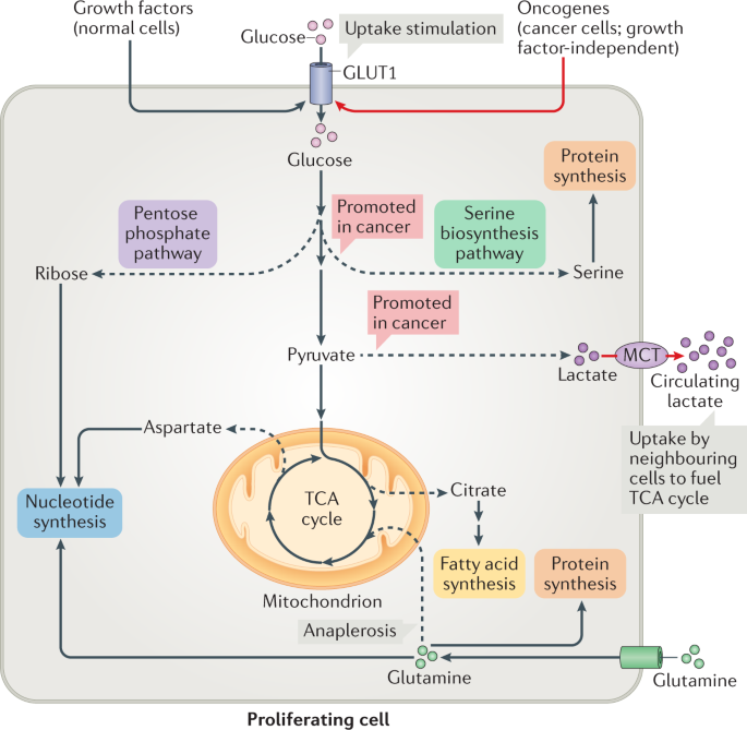 Metabolic regulation of cell growth and proliferation ... diagram of the nitrogen cycle in nature 