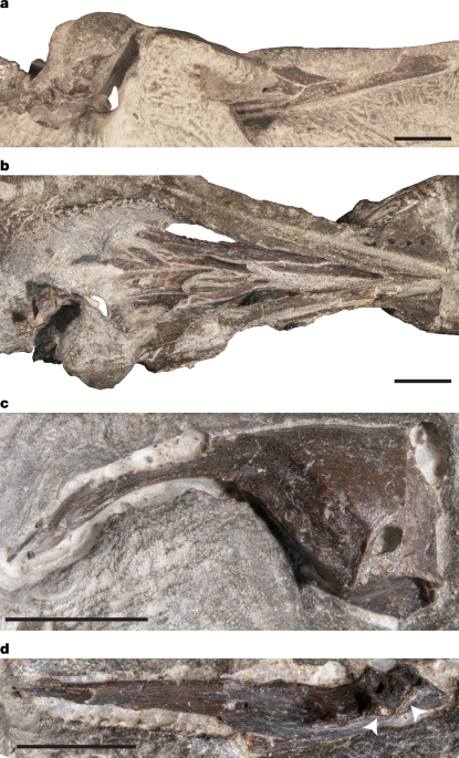 Cretaceous Antarctic bird skull elucidates early avian ecological diversity