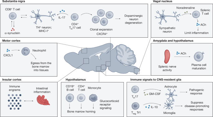 The neuroimmune connectome in health and disease