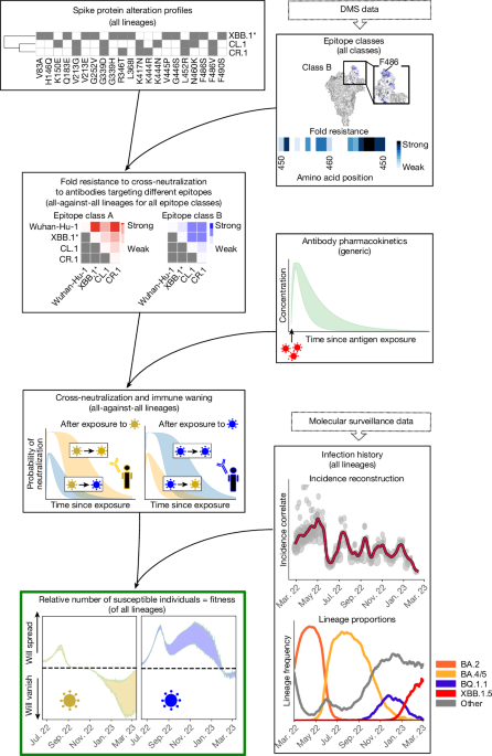 SARS-CoV-2 evolution on a dynamic immune landscape