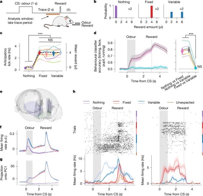 An opponent striatal circuit for distributional reinforcement learning