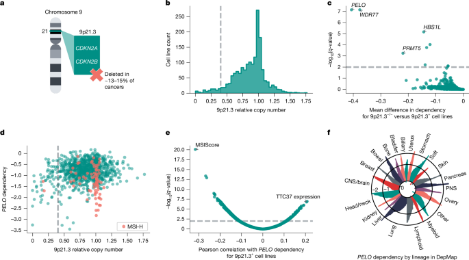 SKI complex loss renders 9p21.3-deleted or MSI-H cancers dependent on PELO