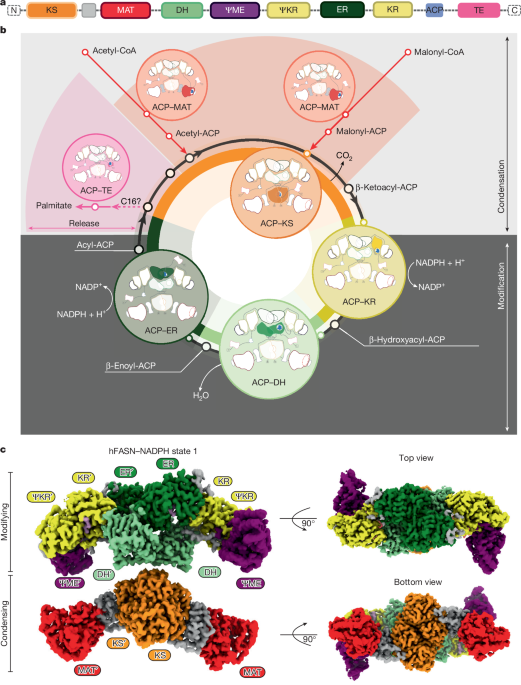 Snapshots of acyl carrier protein shuttling in human fatty acid synthase