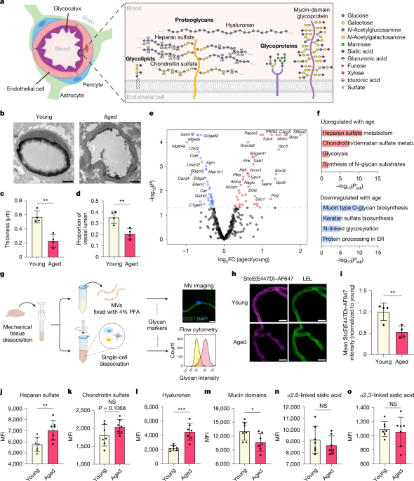 Glycocalyx dysregulation impairs blood–brain barrier in ageing and disease