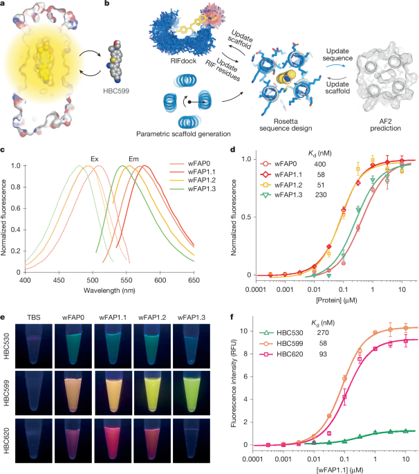 De novo design of transmembrane fluorescence-activating proteins