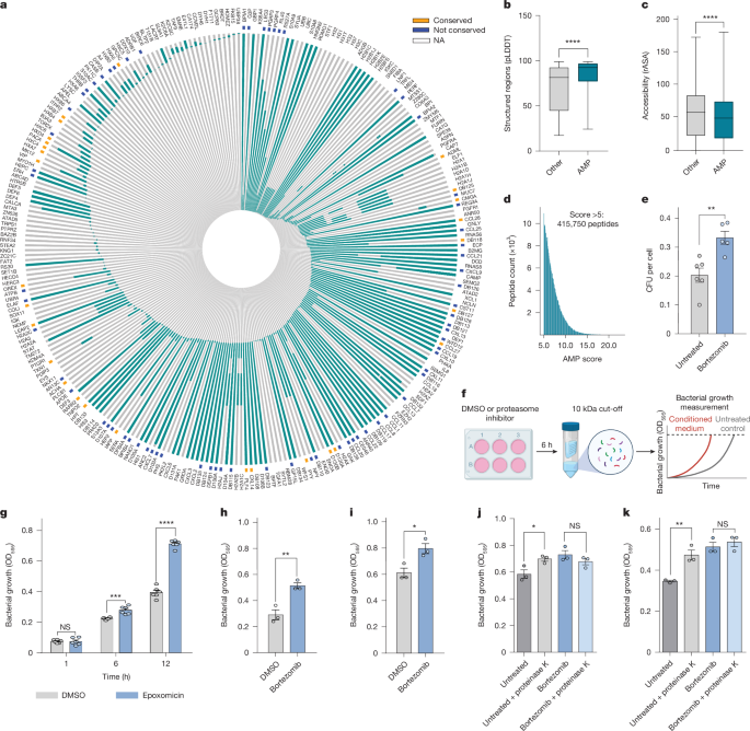 Cell-autonomous innate immunity by proteasome-derived defence peptides