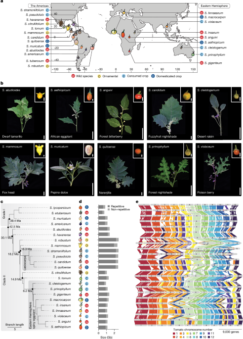 <i>Solanum</i> pan-genetics reveals paralogues as contingencies in crop engineering