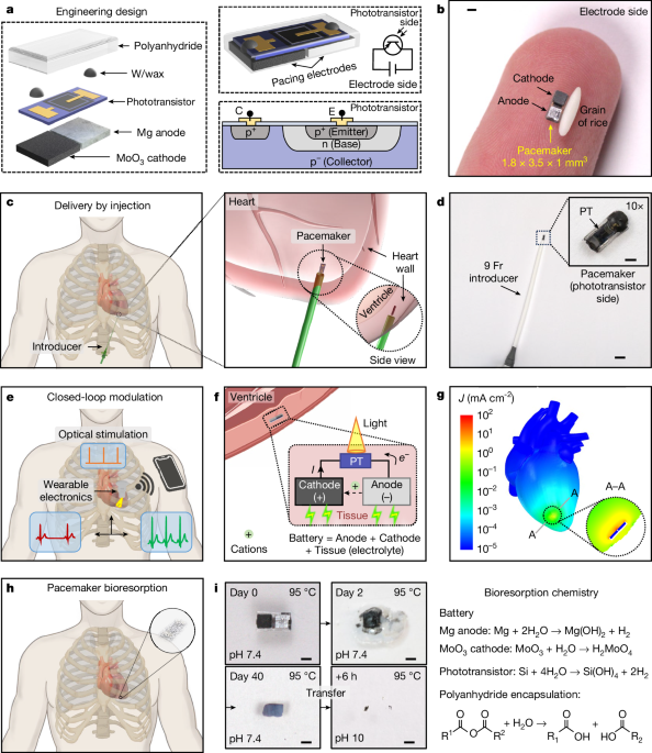 Millimetre-scale bioresorbable optoelectronic systems for electrotherapy