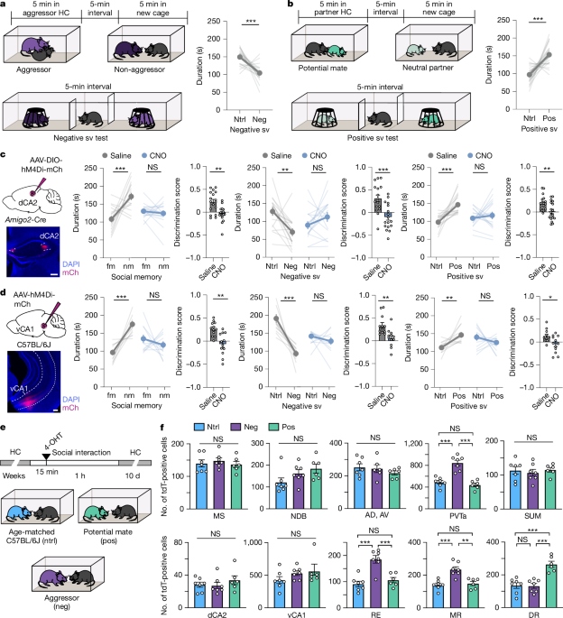 Serotonin and neurotensin inputs in the vCA1 dictate opposing social valence