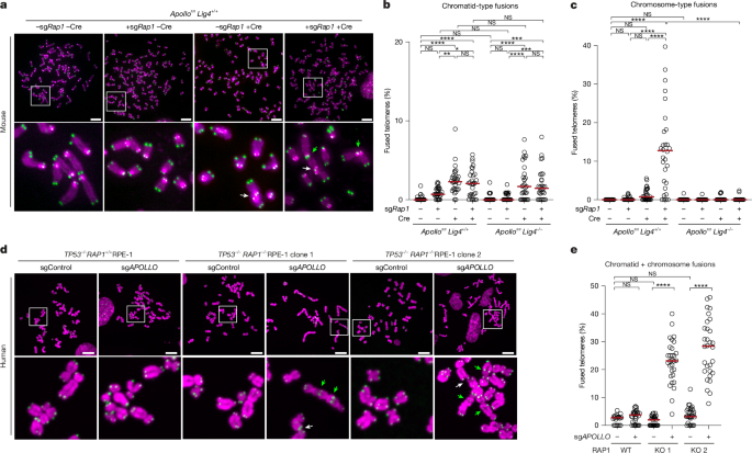 Chromosome end protection by RAP1-mediated inhibition of DNA-PK