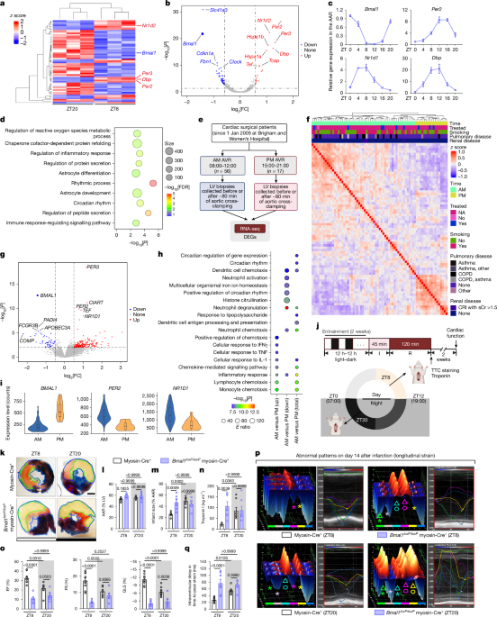 BMAL1–HIF2A heterodimer modulates circadian variations of myocardial injury