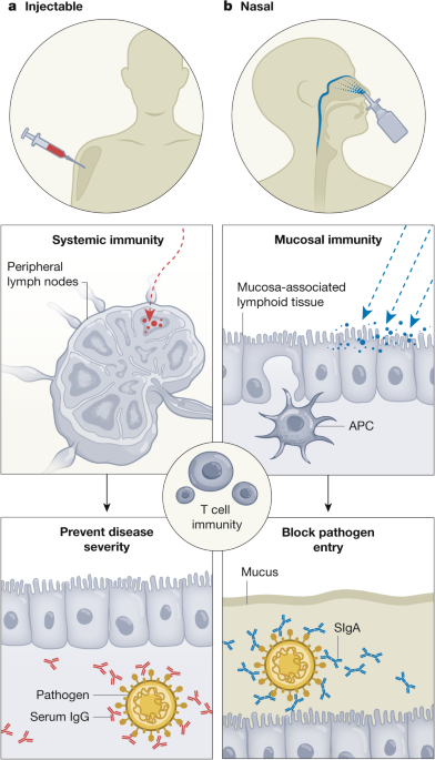 Nasal vaccines for respiratory infections