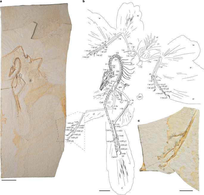 Chicago <i>Archaeopteryx</i> informs on the early evolution of the avian bauplan