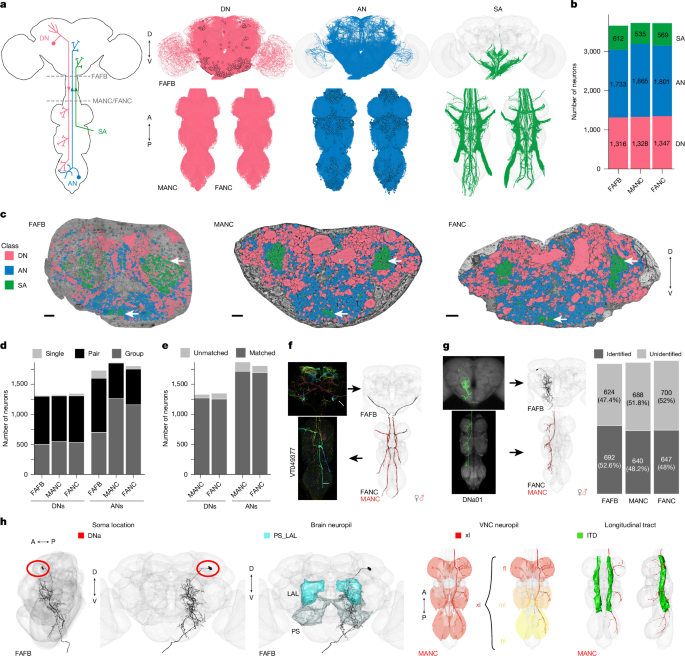 Comparative connectomics of <i>Drosophila</i> descending and ascending neurons