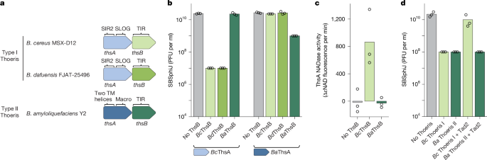 TIR domains produce histidine-ADPR as an immune signal in bacteria