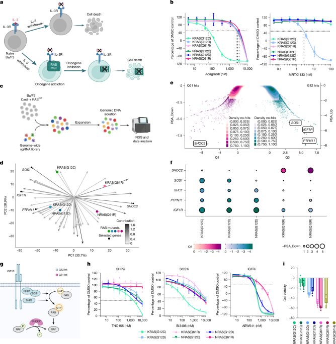 Targeting the SHOC2–RAS interaction in RAS-mutant cancers