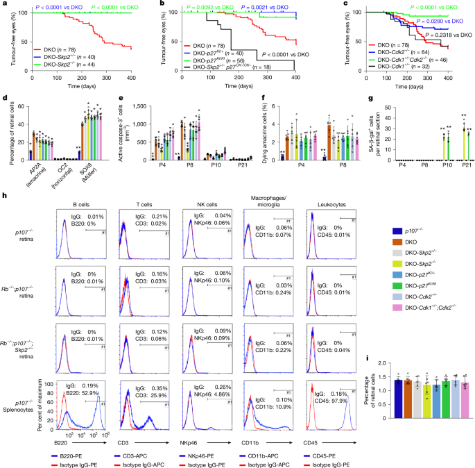 Cell cycle duration determines oncogenic transformation capacity