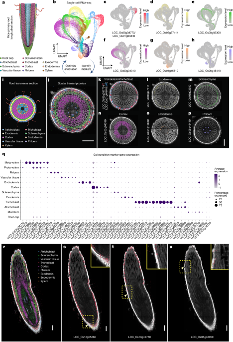Single-cell transcriptomics reveal how root tissues adapt to soil stress
