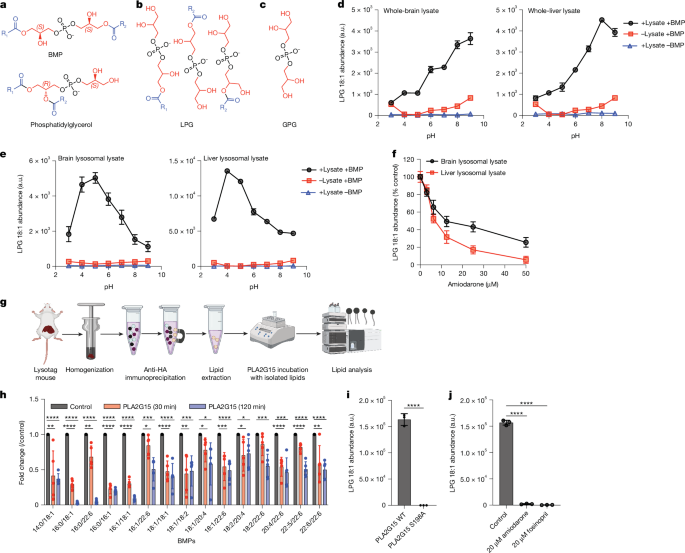 PLA2G15 is a BMP hydrolase and its targeting ameliorates lysosomal disease