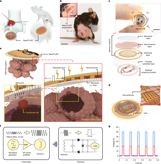 A battery-free nanofluidic intracellular delivery patch for internal organs