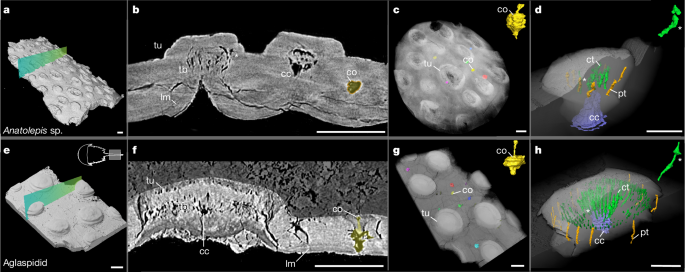 The origin of vertebrate teeth and evolution of sensory exoskeletons